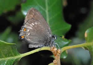 Satyrium ilicis